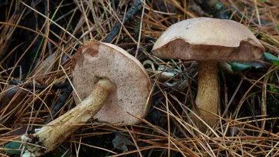 как выглядят грибы коровники｜Поиск в TikTok