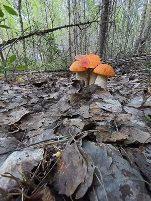 Новосибирцы вёдрами собирают грибы после дождя. ФОТО - Новости Новосибирска  - om1.ru