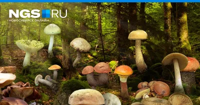 Белые грибы, подберёзовики и коровники появились в лесах Новосибирска -  sib.fm
