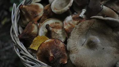 коровники грибы польза и вред｜Поиск в TikTok