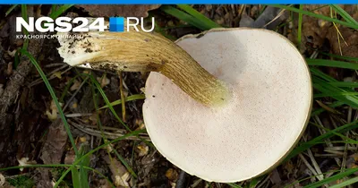Небывалый урожай грибов в Костанайской области | Газета Наш Костанай