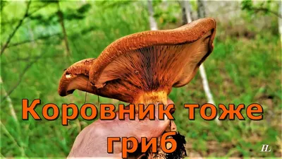 Осторожно, отрава: в Петропавловске продолжается грибной сезон —  Петропавловск News