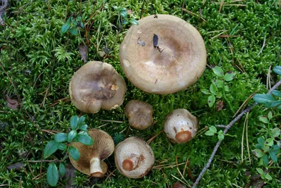 Как отличить ядовитые грибы: как выглядит бледная поганка, определить  опята, можно ли собирать коровники - 15 августа 2023 - НГС