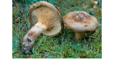 Какие грибы продают на рынках Челябинска и сколько они стоят - 7 августа  2020 - 74.ru