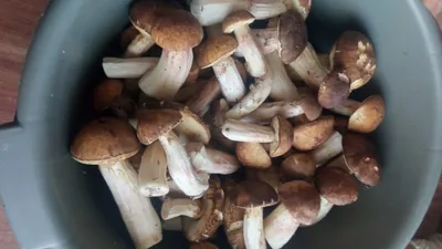 Сбор грибов - «Сила леса и вкус грибов» | отзывы
