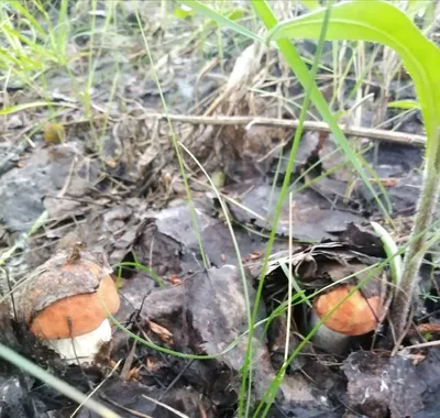 Свинушка тонкая, свинарь, коровник, дунька, Paxillus involutus. Опасный  ядовитый гриб. Ленинградская обл, 15.09.2016г. — Фото №223525