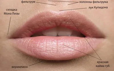 Увеличение губ в СПб. «Первая семейная клиника Петербурга»