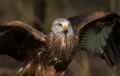 Любители птиц - Красный #коршун / Red #kite (лат. Milvus milvus) — среднего  размера хищная птица из семейства ястребиных, обитающая в Европе, на  Кавказе, в Иране, Малой Азии и на северо-западе Африки.