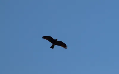 Любители птиц - Браминский #коршун / Brahminy #kite (лат.... | Facebook