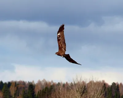 Чёрный коршун (Milvus migrans). Птицы Сибири.