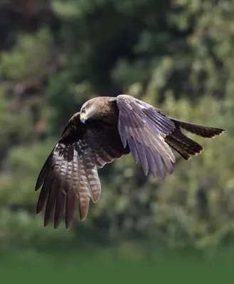 Птица, отряд ястребообразные, семейство ястребиные канюк орёл коршун лунь  хохлатый африканский сип - YouTube