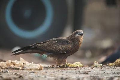 Черный коршун (Milvus migrans)