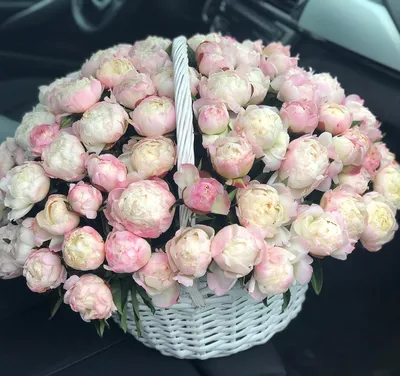 Купить огромную корзину с 301 розовым пионом по доступной цене с доставкой  в Москве и области в интернет-магазине Город Букетов