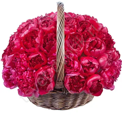 Корзина цветов из 39 пионов с эвкалиптом - купить по цене 14220 ₽ с  доставкой, Санкт-Петербург