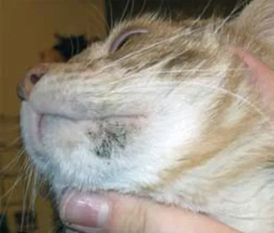 Акне у кошек: 🐈 лечение угревой сыпи на подбородке ⚫