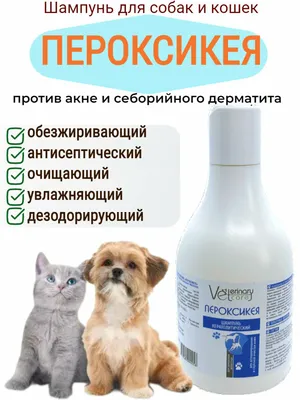 Акне у кошек - как лечить черные точки на подбородке у кота, лечение в  Москве. Ветеринарная клиника \"Зоостатус\"