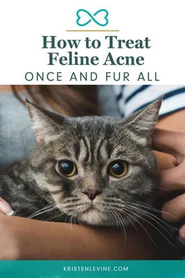 Feline Acne | TikTok