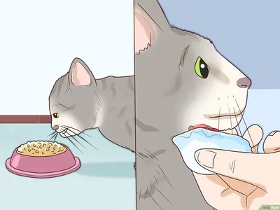 How to Treat Cat Acne Once and Fur All | Pet Living | Cat acne, Feline  acne, Cat health problems