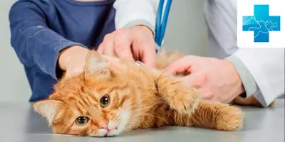 Препарат противовоспалительный для кошек Apicenna Стоп-Зуд 10мл купить по  цене 375 ₽ в интернет-магазине Детский мир