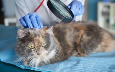 Кожные болезни у кошек - симптомы, лечение, описание и фото
