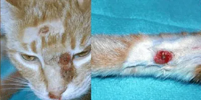 Плазмоцитарный пододерматит кошек / Feline plasma cell pododermatitis