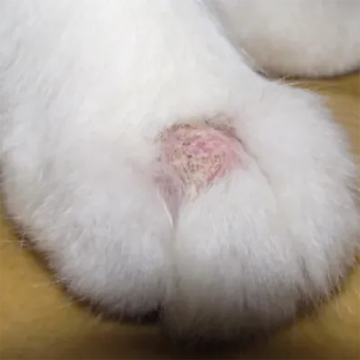 Шов после стерилизации кошки 🐱 как выглядит, чем обрабатывать, что делать  если разошелся