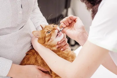 Дерматит у кошек: виды, симптомы, лечение | Блог зоомагазина Zootovary.com