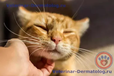 Конъюнктивит у кошек: фото и чем лечить – от ветеринара