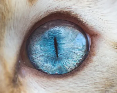 Самые необычные глаза у человека - фото, топ 10, рейтинг
