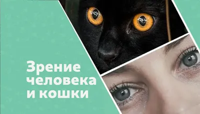 Почему у кошек глаза в темноте светятся, а у людей выглядят красными на  фотографиях? / Оффтопик / iXBT Live