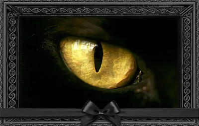 Больные кошачьи глаза Окраска кота черно-белая Кота больных глаза  Брошенным, больным Кошка на улице Стоковое Фото - изображение насчитывающей  киска, шерсть: 168611446