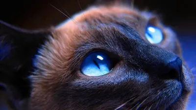 Контактные линзы «кошачий глаз» | AliExpress