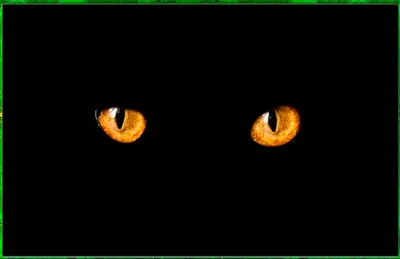 Больные кошачьи глаза Окраска кота черно-белая Кота больных глаза  Брошенным, больным Кошка на улице Стоковое Изображение - изображение  насчитывающей котенок, черный: 168639105