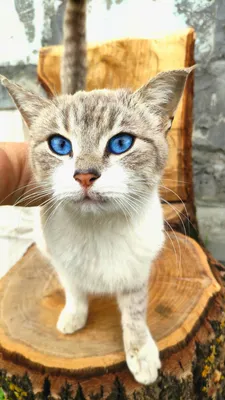 Схема света «Кошачий глаз» | КАК ЭТО СНЯТО? 📸 - YouTube