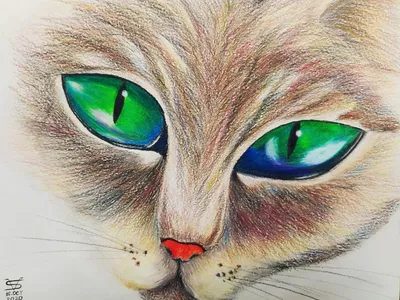 Кошачий глаз: ознакомьтесь с различиями между человеческим и кошачьим  зрением - A Lavora