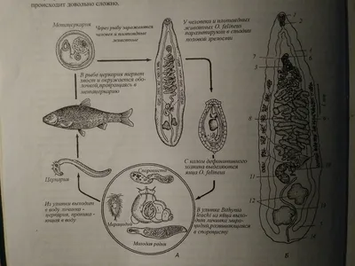 Диаграмма: ЖЦ Opisthorchis felineus (Кошачья двуустка) и её строение |  Quizlet