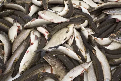 Россельхознадзор нашел опасных паразитов во всех пробах выловленной  рыбы-сырца в Югре - KP.RU