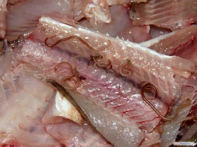Ученый рассказал, какие опасные паразиты водятся в донской рыбе - 5 июля  2023 - 161.ru