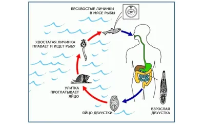 Внутренний мир кошачьей двуустки. | Летопись живой природы | Дзен