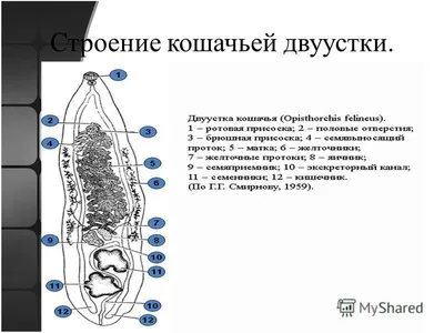 Странная рыба - Сам себе журналист - - Волжский.ру