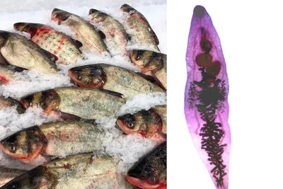 Эксперты: употребление обской рыбы может привести к раку — TOMSK.RU