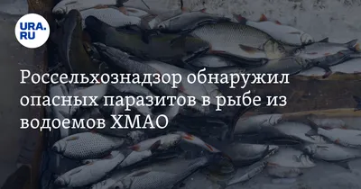 Роспотребнадзор Башкирии предупреждает любителей рыбы об опасном  паразитарном заболевании