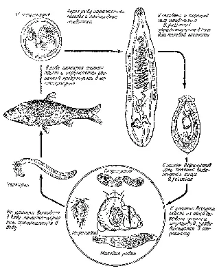 Кошачья двуустка, или кошачий печёночный сосальщик | GastroScan | Дзен