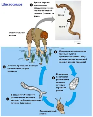 As Clinic - Клиника красоты и здоровья - Описторхоз - это паразитарное  заболевание. Его возбудитель-двуустка кошачья или печеночный сосальщик.  Заражаются им при поедании рыбы ✓Описторхоз поражает и кошек🐱,собак🐶.  ⚠️Даже,если вы не едите🙅