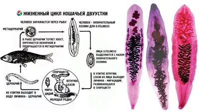 9 Кошачья двуустка