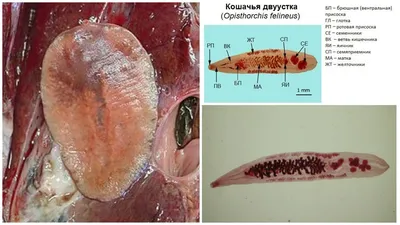 Кошачья двуустка: жизненный цикл, фото, симптомы и лечение