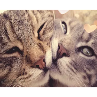 Обои Кошачья любовь, картинки - Обои для рабочего стола Кошачья любовь фото  из альбома: (кошки)