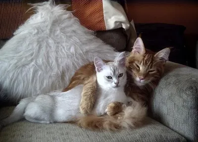 18 кошек доказывающих, что любить может каждый
