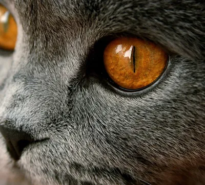 Медные глаза у кошек - 71 фото