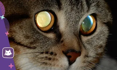 Как вы ошибаетесь насчёт кошачьих глаз